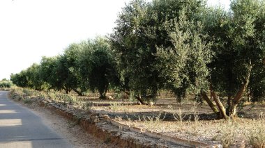 Akşamları zeytinlik.