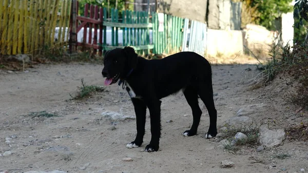 Zwarte Straathond Tegen Natuur Achtergrond — Stockfoto
