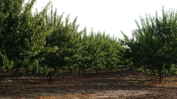 Almond Grove Afternoon — Stock Photo, Image