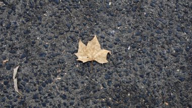 Siyah arkaplana karşı kuru kahverengi yaprak