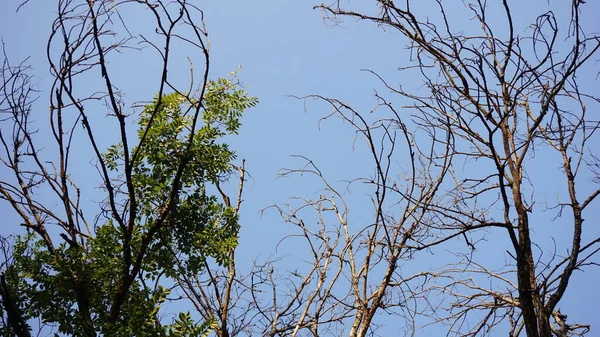 Baumwipfel Vor Blauem Hintergrund — Stockfoto