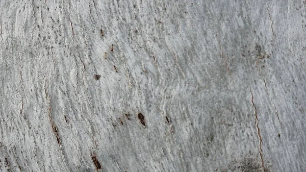 Vit Trästruktur Från Träd Eukalyptus Bark — Stockfoto