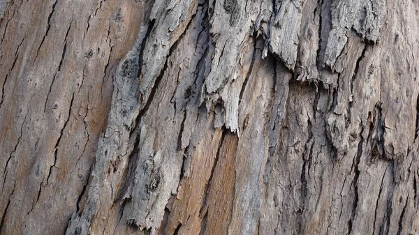Текстура Дерева Коры Дерева — стоковое фото