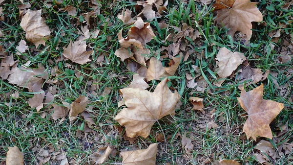 緑を背景に紅葉が乾く — ストック写真