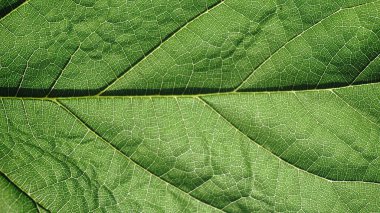 Yeşil yaprak ve yaprak damarlarının ayrıntılı görünümü