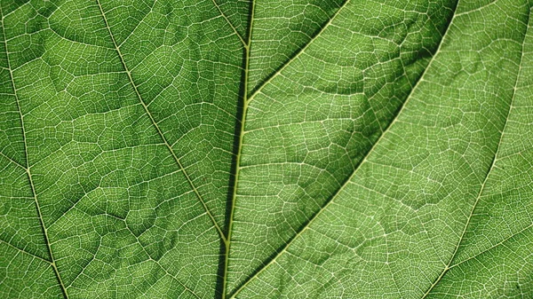 Hoja Verde Venas Cerrar Vista Fondo —  Fotos de Stock