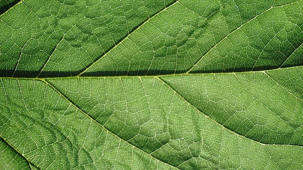 Detalle Vista Las Venas Hoja Verde Hoja —  Fotos de Stock