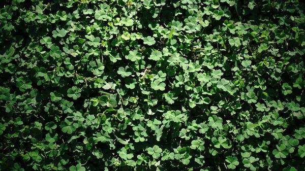 Tur Grön Shamrock Bakgrund — Stockfoto