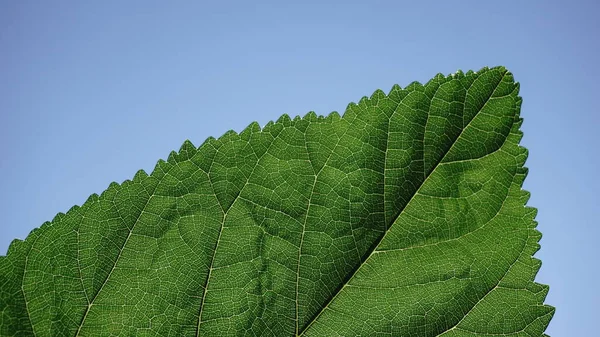 Feuille Verte Sur Fond Bleu — Photo