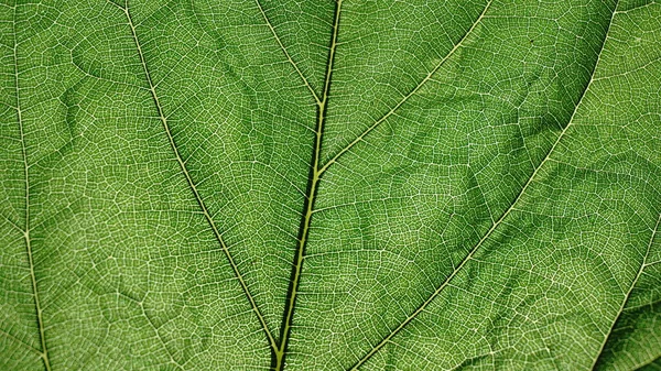 绿叶脉的背景纹理 — 图库照片