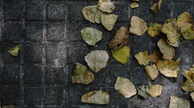 Sarı yapraklar gri kaldırım arka planında