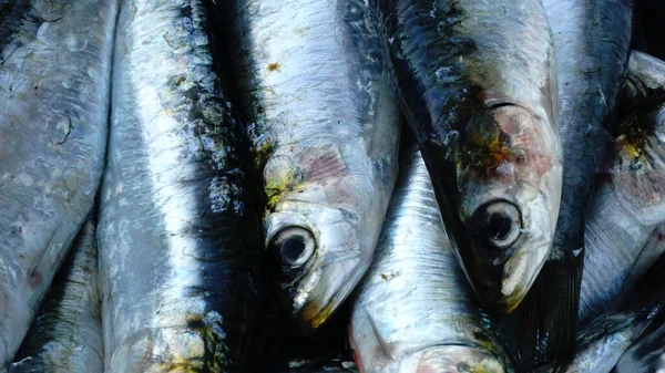 detail of fresh sardine fish background