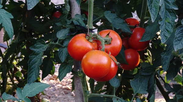 Färska Röda Tomater Väg Att Skördas — Stockfoto