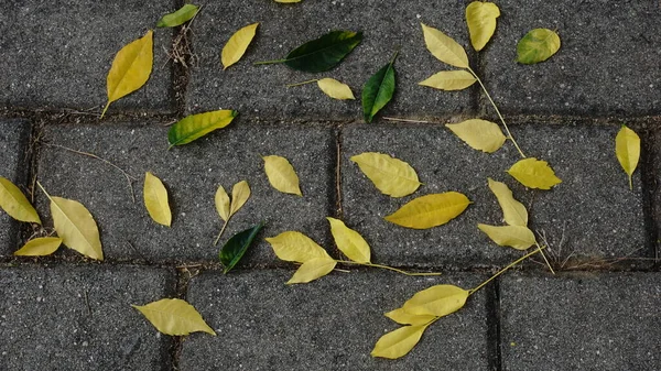 Hintergrund Gelber Herbstblätter Vor Grauem Hintergrund — Stockfoto
