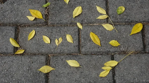 Hintergrund Gelber Herbstblätter Vor Grauem Hintergrund — Stockfoto