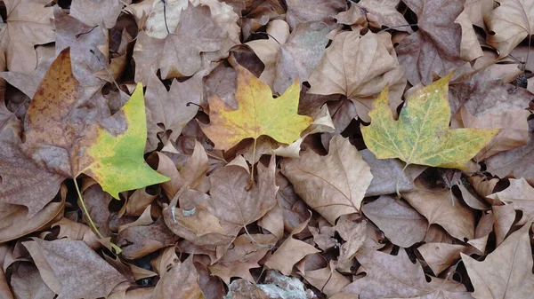 Sfondo Foglie Autunnali Giallo Verde Marrone — Foto Stock