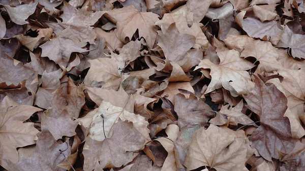 Sonbahar Yapraklarının Arka Planı Sarı Yeşil Kahverengi — Stok fotoğraf