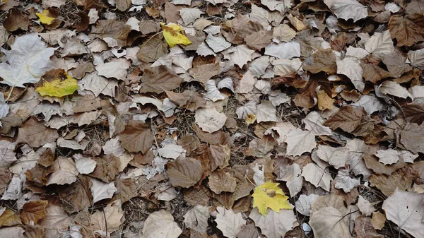 秋天叶子的背景 黄色和棕色 — 图库照片