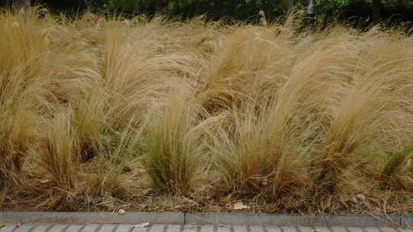 Buissons Jaunes Fond Texture Des Feuilles — Photo