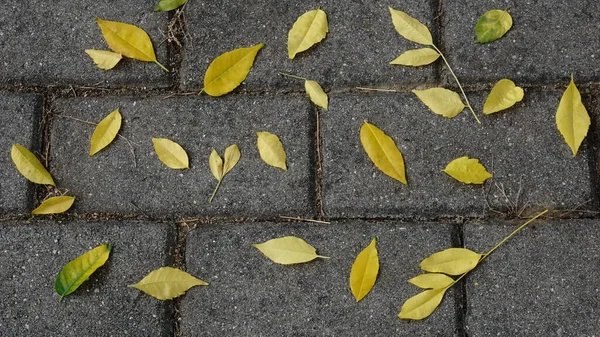 Hojas Amarillas Secas Sobre Fondo Gris — Foto de Stock