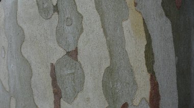 Nisan ağaç kabuğu benekleri arka plan