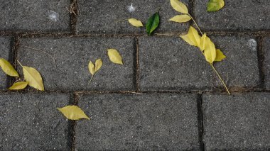 Sarı yapraklar kuru, gri arkaplanda