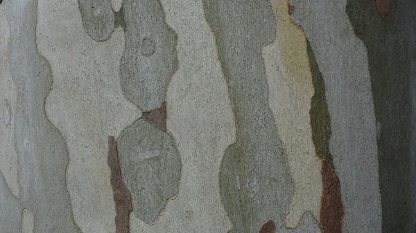 Plane Tree Bark Spots Background — Stock Photo, Image