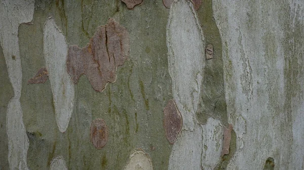 飛行機の木の樹皮スポットの背景 — ストック写真