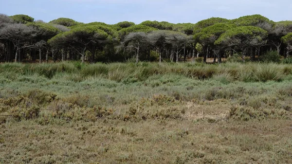 Bosque Pinos Sobre Fondo Azul Cielo — Foto de Stock