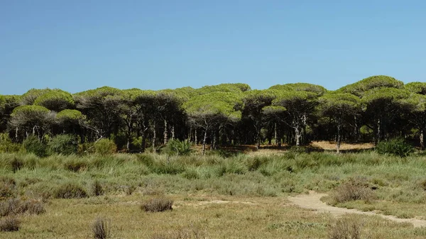 Bosque Pinos Sobre Fondo Azul Cielo — Foto de Stock