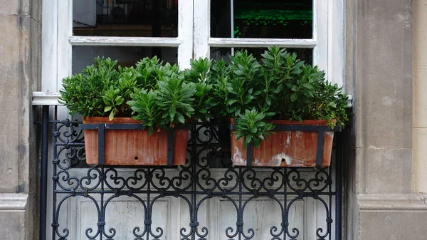 Flores Balcón Contra Fondo Fachada — Foto de Stock