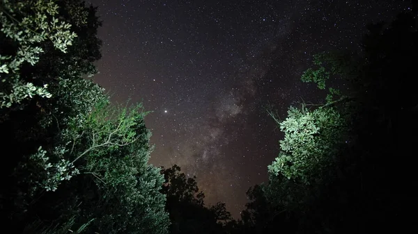 Ormandaki ağaçların arasındaki galaksi manzarası