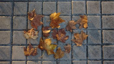 Kentsel gri kaldırım arka planına karşı kuru yapraklar