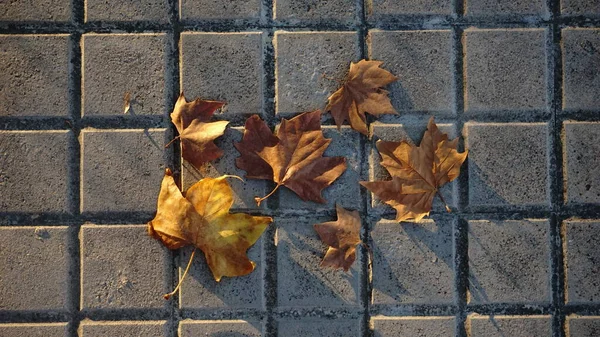 Сухие Листья Городской Тротуаре — стоковое фото
