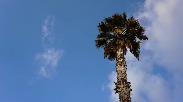 Washingtonia Ладонь Фоне Голубого Неба — стоковое фото