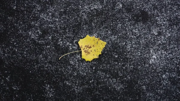 Желтый Лист Темном Фоне — стоковое фото
