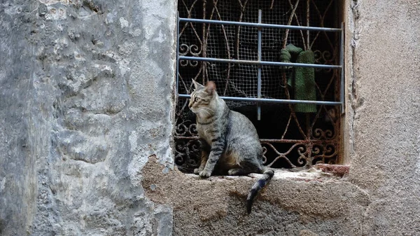 Kedi Pencereden Sokağı Izliyor — Stok fotoğraf