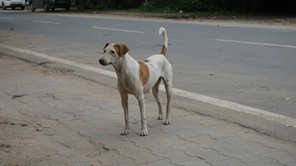 Hund Auf Der Straße Ausgesetzt — Stockfoto