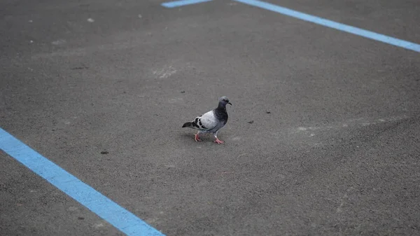 アスファルトの背景に灰色の鳩 — ストック写真