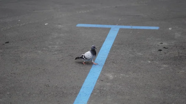 鳩は空の駐車場で休んでいます — ストック写真