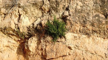 Doğal bir kaya duvarında büyüyen çalılar.