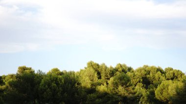 çamlar bulutlu gökyüzü arka planına karşı