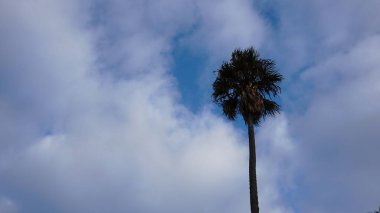 Bulutlu gökyüzü arkaplanına karşı palmiye ağacı silueti