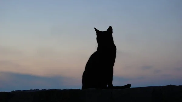 日落时的黑猫轮廓 — 图库照片