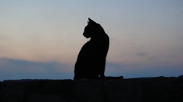 하늘을 배경으로 고양이 실루엣 — 스톡 사진