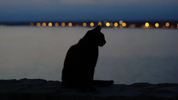日落时的黑猫轮廓 — 图库照片