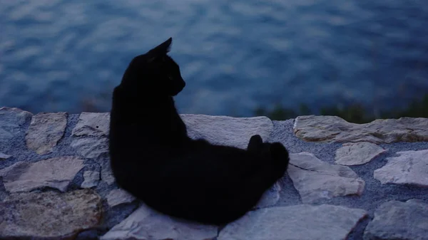 Lat Mörk Svart Katt Bakgrund — Stockfoto