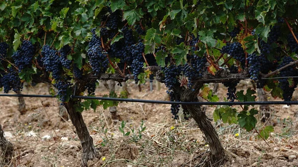 Wijngaarden Met Een Rijpe Druivenachtergrond — Stockfoto