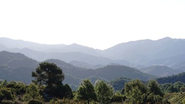 Ağaçlar doğal dağ arka planına karşı