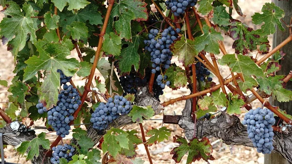Druiven Fruitoogst Wijnstok — Stockfoto
